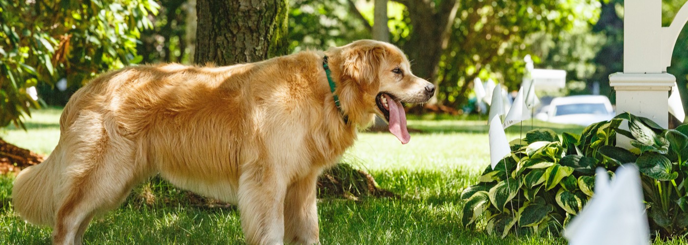 DogWatch of Austin and the Hill Country, Austin, Texas | Outdoor Hidden Dog Fences Slider Image